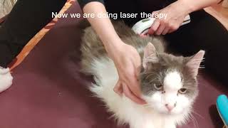 My senior cats evening routine  Aerokat inhaler  laser therapy with Photizo Vetcare [upl. by Nwahsan984]