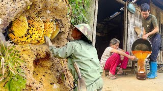 The poor husband exploits honey bees in the forest  Old grandparents harvest honey and beekeeping [upl. by Akimad]