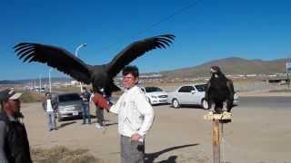 Giant Mongolian Vulture flaps its wings next to a mans head [upl. by Esila]