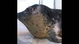 Part 1 Harbor Seal Rehabilitation Patients Close Ups [upl. by Paschasia]