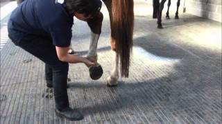 Horse Stretching Hip Flexors and Modified Farrier Stretch [upl. by Pall969]