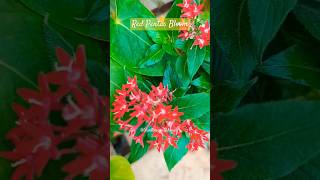 Red pentas bloom gardening flowers viralshort shortvideo egyptian star flower shotsshortsfeed [upl. by Naji751]