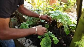 Planting Spotty Dotty Podophyllum hexandrum amp Tree Fern Update [upl. by Lavine578]