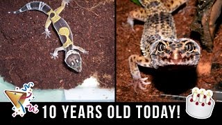 Leopard Gecko Turns 10 Years Old [upl. by Lette]