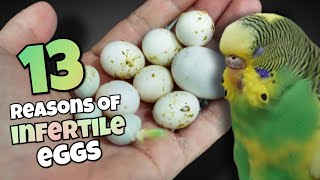 The Complete Guide to Budgie Infertility 🥚 [upl. by Krueger]