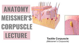 Meissner Corpuscles  Detailed Explanation [upl. by Smail149]