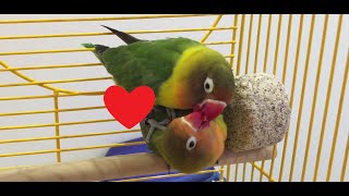 Fischers Lovebird Mating Ritual [upl. by Nahseez]