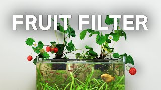 Making a StrawberryPowered Aquarium With No Filter [upl. by Aissert]