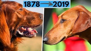 All AKC Dog Breeds by Year Recognized from 1878 to 2019 [upl. by Henrietta991]