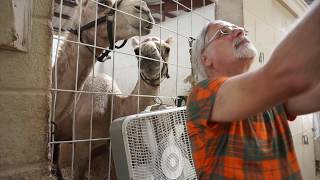 Meet the racing Ostriches and Camels at the Fair Grounds [upl. by Hareemas123]