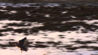 Kite vs Peregrine Falcon vs Dowitchers [upl. by Coonan]