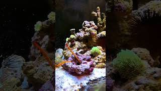 How to Keep YellowBanded Pipefish in Aquariums [upl. by Adikam]