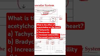 What is the effect of acetylcholine on the heart [upl. by Asirak]