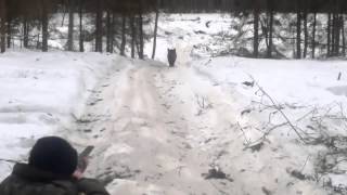 Wild Boar Hunting Fail in Russia [upl. by Aihtnic]