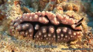 Nudibranches flatworms and slugs of Raja Ampat [upl. by Alliscirp]