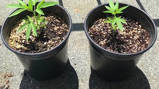 Medicinal Cannabis Grow time lapse outdoor Sativa [upl. by Bergh481]