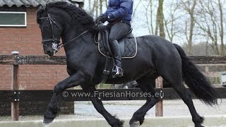 Friesian Horse Baroque dressage and driving stallion [upl. by Frodina776]