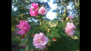 How to harvest seeds from a Confederate Rose Hibiscus aka Hibiscus Mutabilis [upl. by Chrysler]