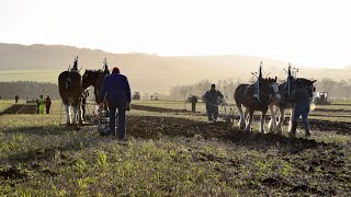 Stratheden Ploughing Match 2022 [upl. by Simeon]