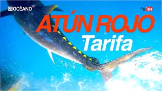 Atún Rojo Tarifa Documental de pesca del gran atún del estrecho de Gibraltar [upl. by Annabal]