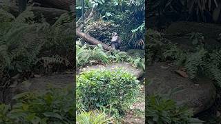 Redcapped Mangabey  Singapore Zoo [upl. by Alena]