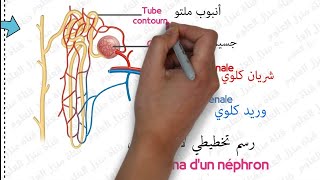 درس الإبراز البولي مستوى الثالثة إعدادي الجزء الثالث و الأخير  Excrétion urinaire 3AC SVT [upl. by Itoc]