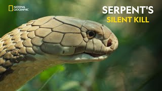 Serpents Silent Kill  Worlds Deadliest Snakes  हिंदी  Full Episode  S1  E1  Nat Geo [upl. by Reiss]