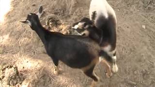 Goats Mating [upl. by Schaper]