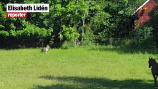 Familjen fick vargbesök till frukosten [upl. by Sinnej]