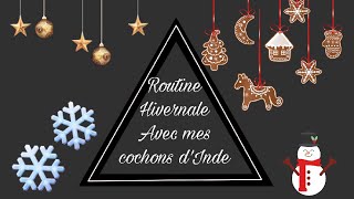 Routine hivernale avec mes cochons dInde [upl. by Iraam725]