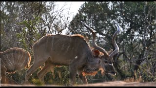 BORN WILD  Bowhunting South Africa [upl. by Ytsur]