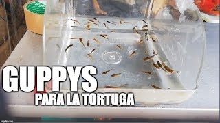 atrapando guppys para las tortugas [upl. by Aihsenyt]