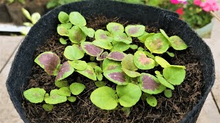 How to Grow Coleus From Seed  Coleus Plant Growing Season  Coleus Plant Soil Mix  Foliage Plants [upl. by Gautea]