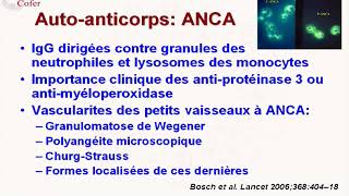 physiopathologie des vascularites à ANCA [upl. by Aissyla]