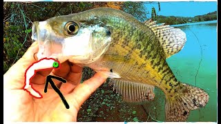 Tennessee Fall Crappie and YUM Curly Tail Grub [upl. by Akcire535]