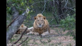 NatuurVogelreis ZuidAfrika 2016 deel 1 [upl. by Catie105]