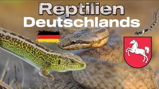 Reptilien Deutschlands  Niedersachsen [upl. by Davida]