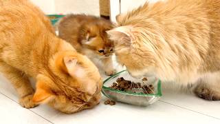 Cat moms steal food from their kittens  who will win [upl. by Leonie]