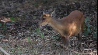 Barking deer alarm call  Bandhavgarh National park [upl. by Lopes73]