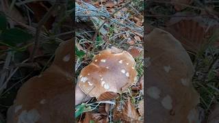 Boletus edulis mushroom грибы houby porcini grzyby boletus huby forest nature food キノコ [upl. by Uranie]