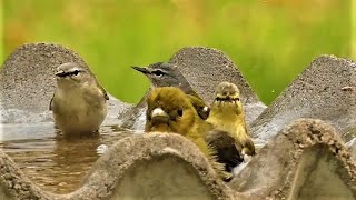 Scarlet Tanagers AND TennesseeGoldWingedNashville Warblers Visit the Birdbath Get Along Great [upl. by Eiznekcm]