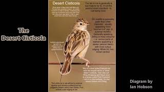 The Desert Cisticola one of the 5 cloud scraper cisticolas found in southern Africa [upl. by Rory]