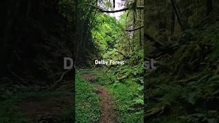 Dalby Forest forest walk sunday [upl. by Gabrielli]