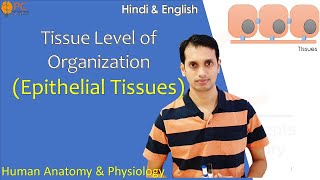 Tissue Level of Organization Part 1 Epithelial Tissue  Human Anatomy and Physiology [upl. by Nenerb]