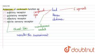 Antennae of cockroach function as [upl. by Asirem999]