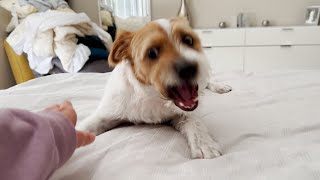 Henry the Jack Russell Terrier Dog Play Biting and Barking [upl. by Banyaz251]