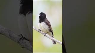 Yellow bellied seedeater singing shorts [upl. by Sachiko]