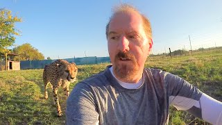 Turning Your Back To Leopards amp Cheetahs  BIG CATS Show Their Predatory Nature Part 2 [upl. by Neeleuqcaj91]