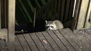 24 July Wednesday with Raccoons on my deck [upl. by Lupe]