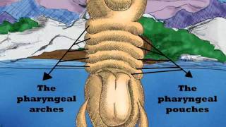 Embryology and thyroid gland [upl. by Entwistle]